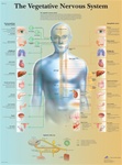 The vegetative Nervous system - Anatomical Chart